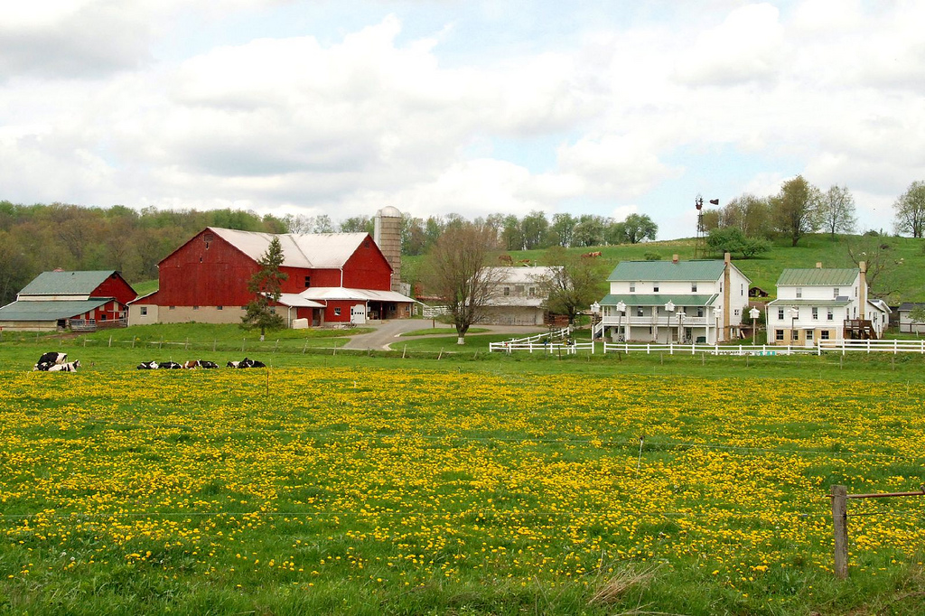 Amish Farm